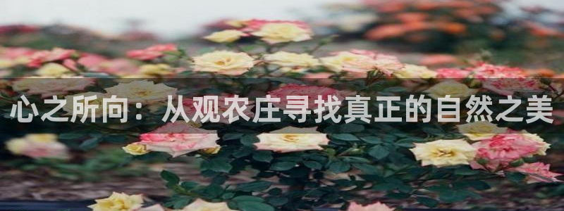 天辰娱乐小姐